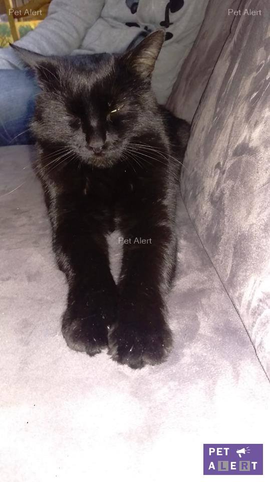 pet alert retrouvailles