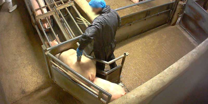 L214-cochon-abattoir-houdan-1