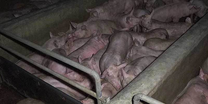 L214-cochon-abattoir-houdan-4