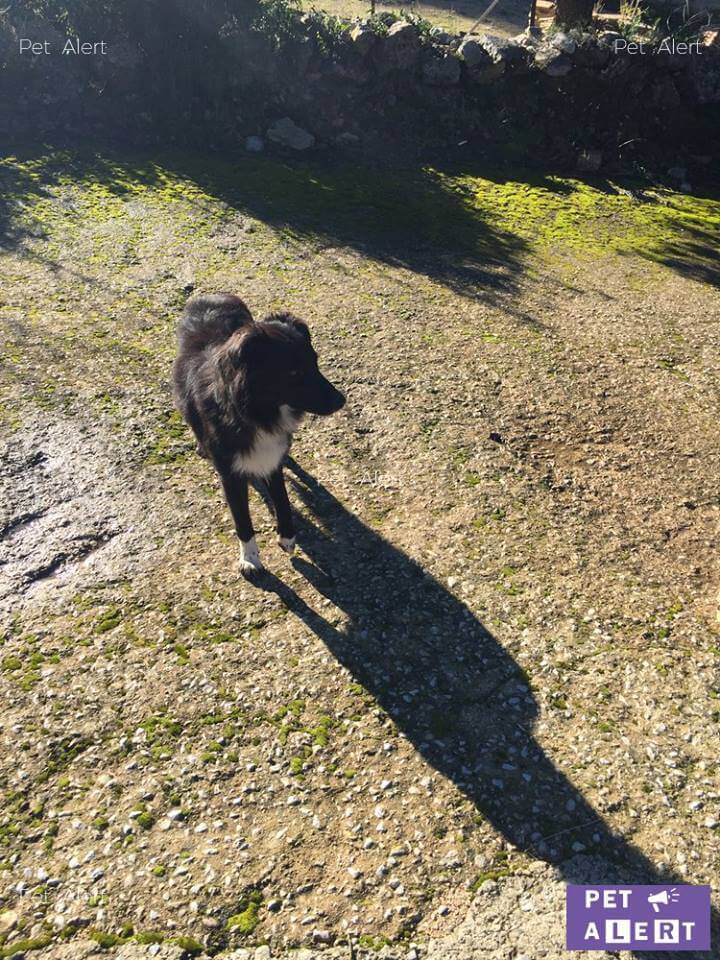 chien de retour chez lui