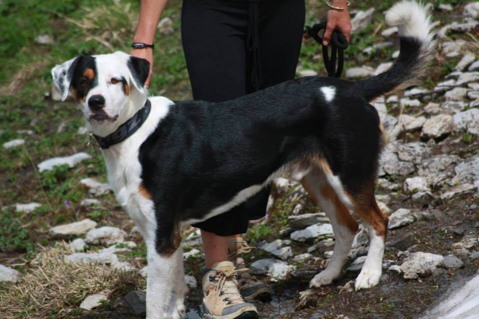 Border Collie retrouvé