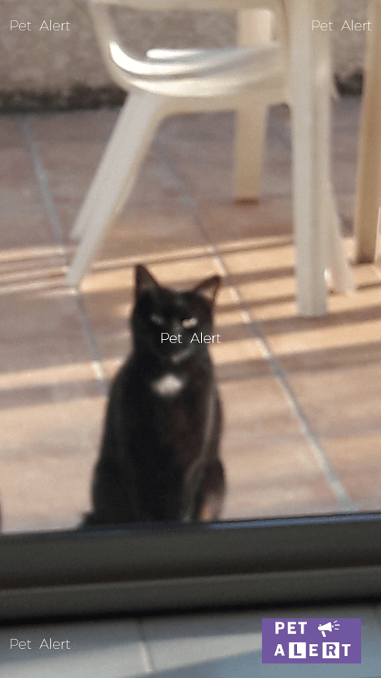 petit chat noir disparu