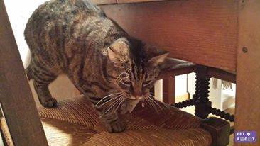 petite chatte tigrée retrouvée