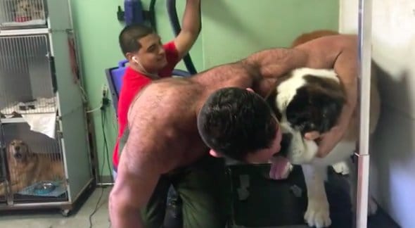 dog scared of groomers