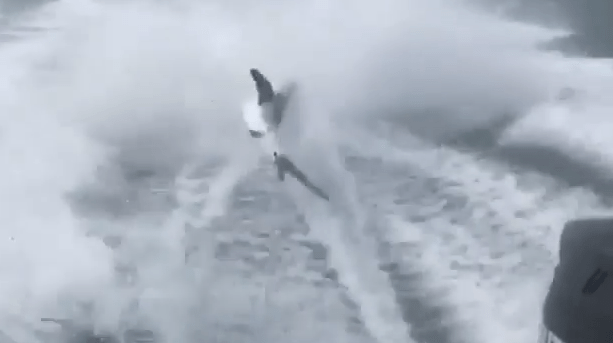 shark pulled behind boat