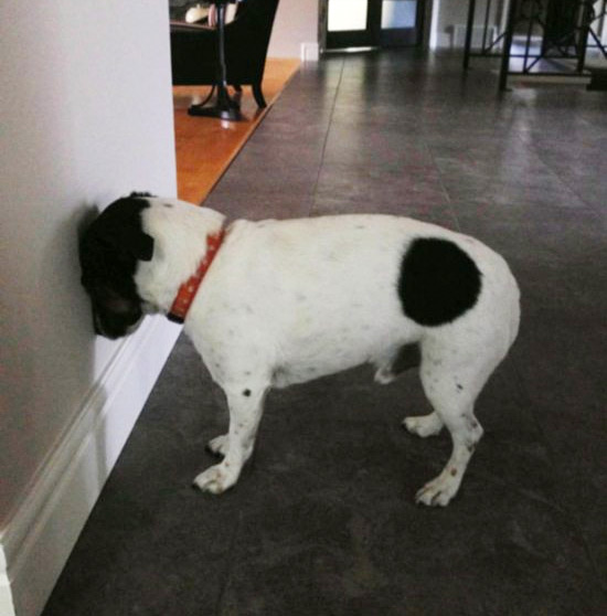 trauma cranien canin