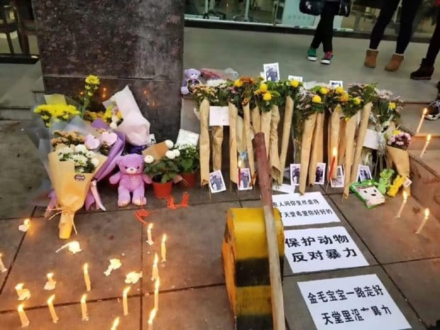 dog beaten to death in china