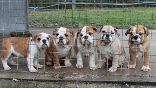 puppy farms