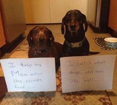 weiner dogs