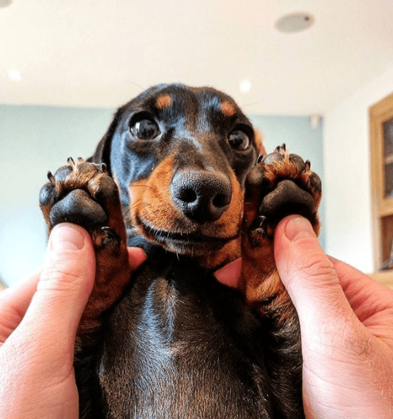 wiener dog