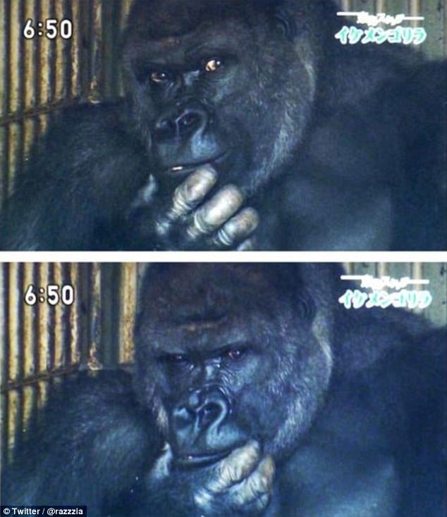 gorilla meme