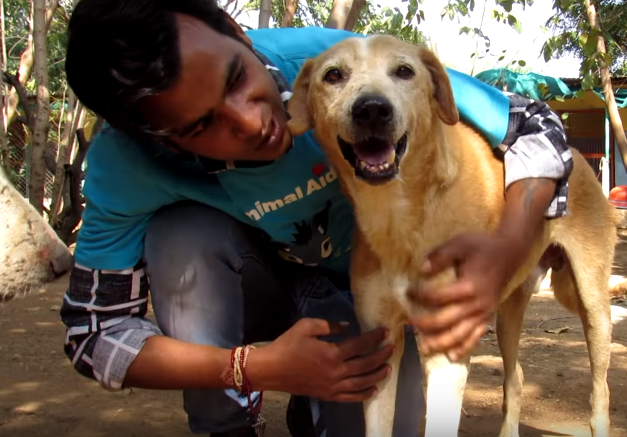 dog rescue india