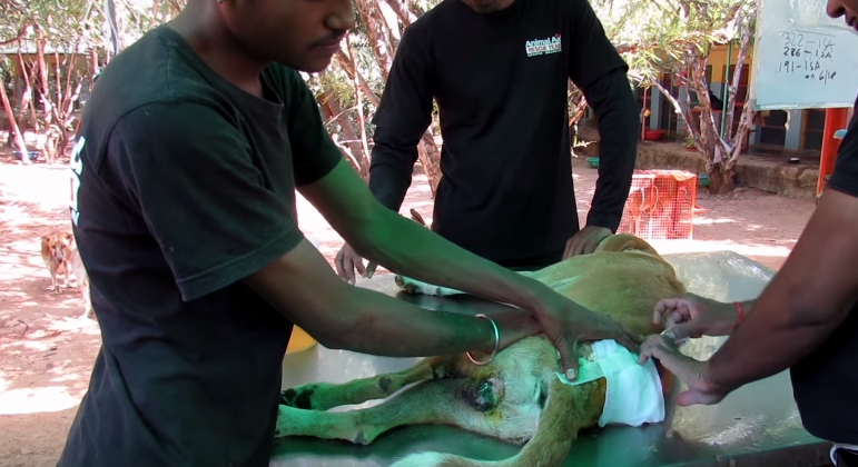 animal rescue udaipur