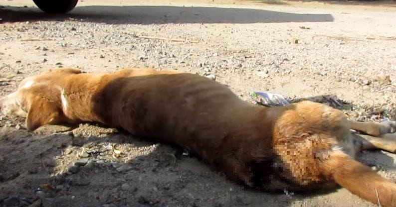 animal aid unlimited dog rescue