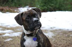 boxer pitbull chien