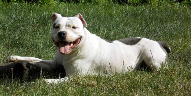 American Staff chien