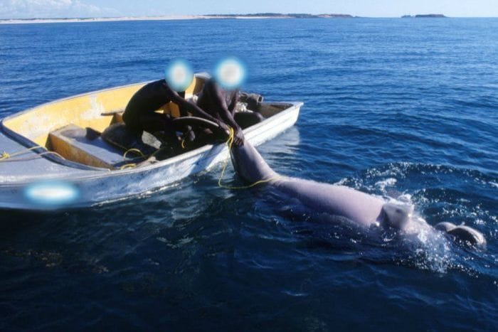 are dugongs endangered