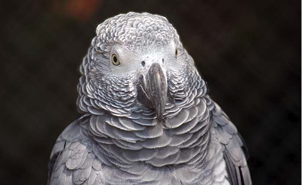 adoption gris du gabon