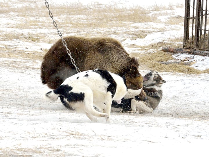 bear baiting russia
