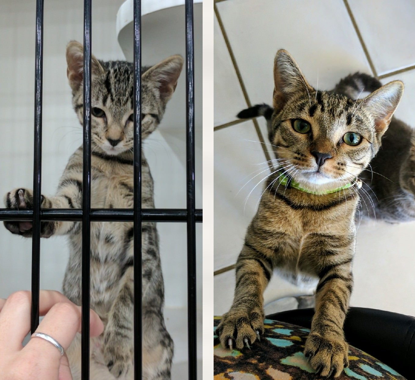 famille d'accueil chat