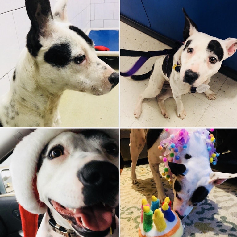 adopter chien refuge