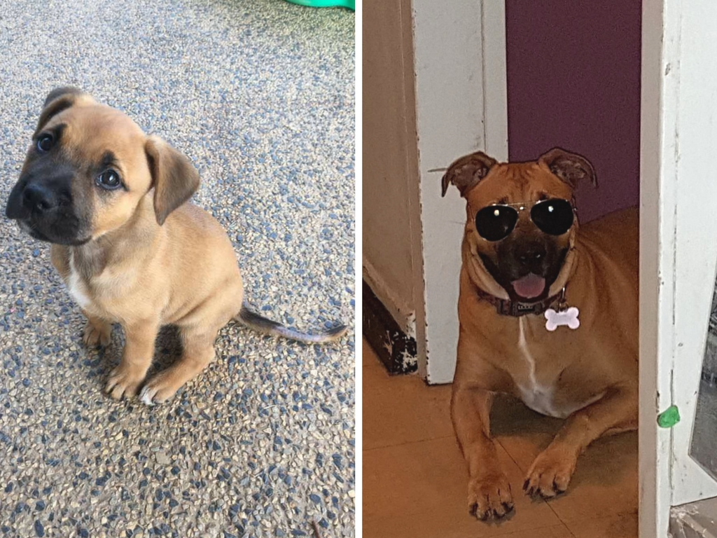 famille d'accueil chien