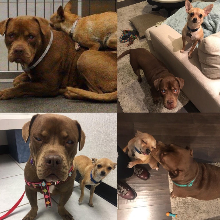 adopter chien aveugle