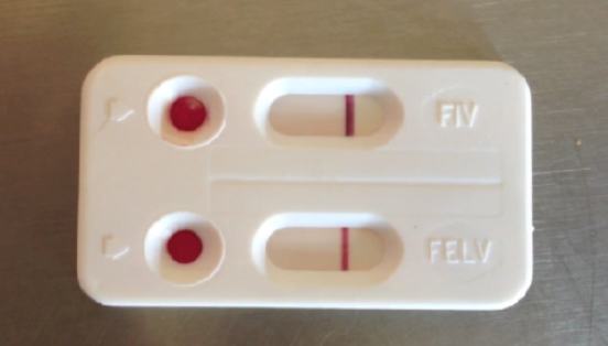 depistage sida du chat