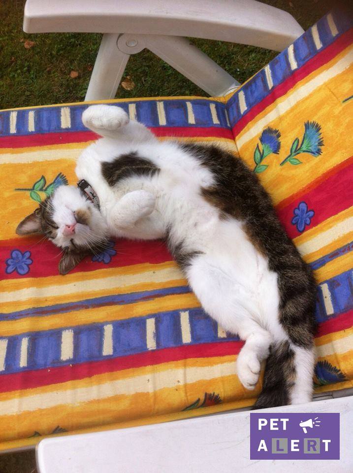 chat disparu vacances