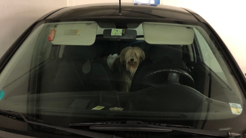 Hund mit Windel im Auto