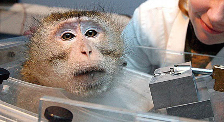 tests sur les animaux