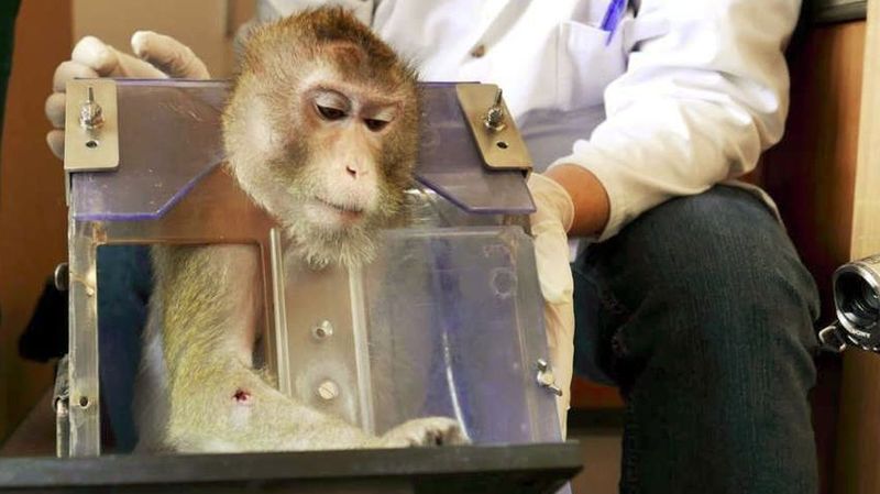 expérimentation animale 