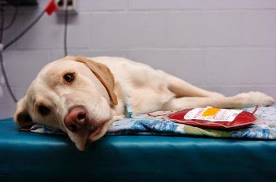 transfusion sanguine chien