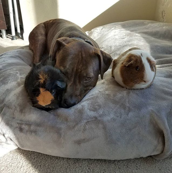 adopter cochon d'inde