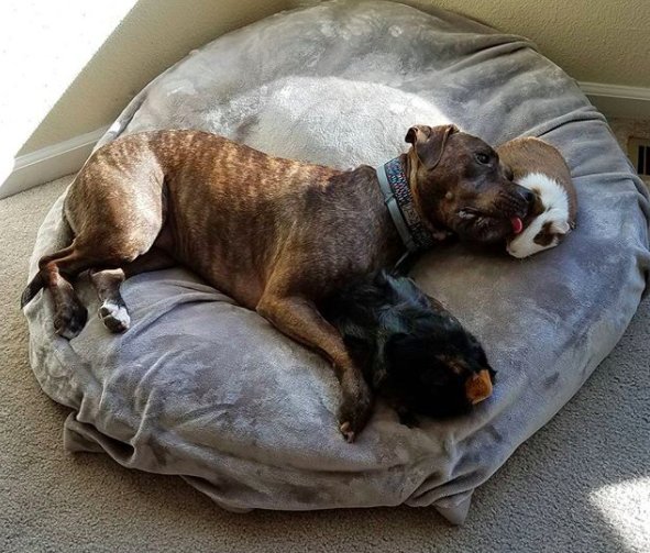 cohabitation pitbull 