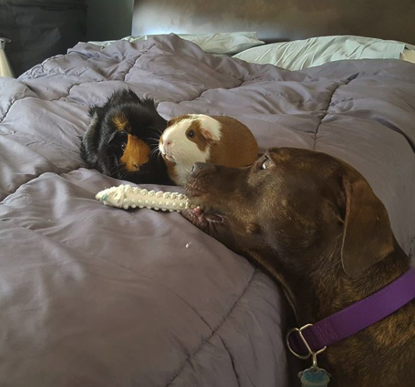 amitié chien cochon d'inde