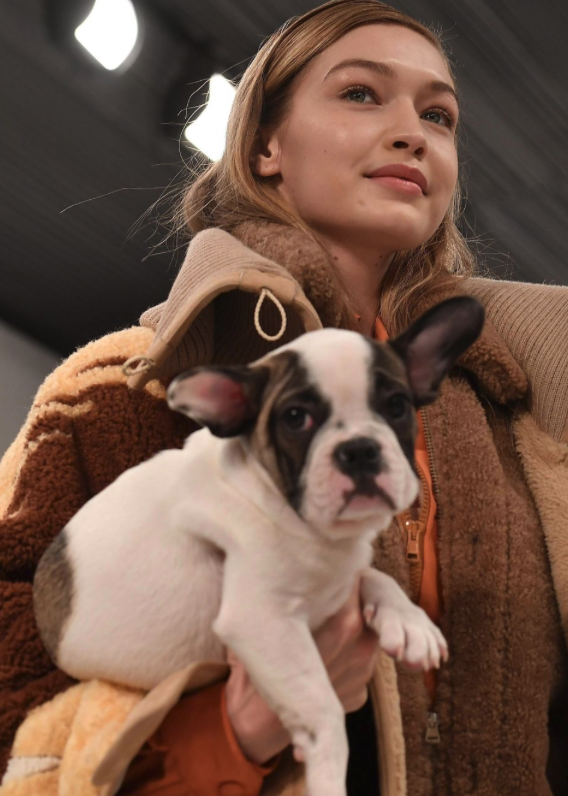 Gigi Hadid chien