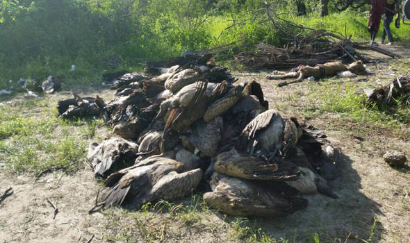 massacre vautours tanzanie