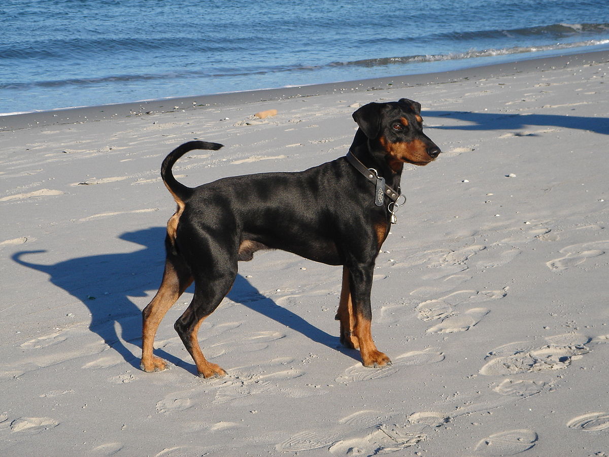 Pinscher