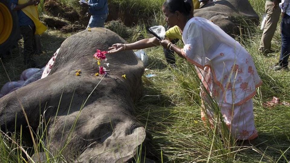 accident train éléphant
