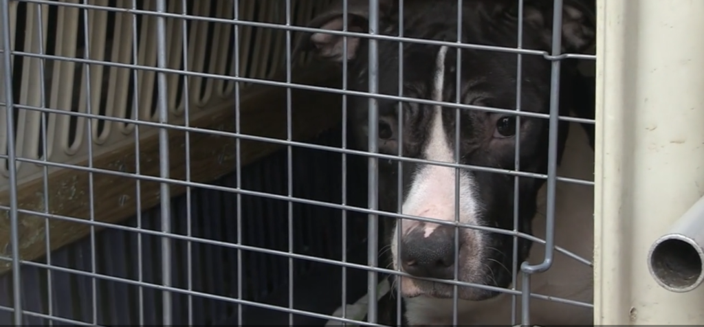 fondation brigitte bardot chiens combat