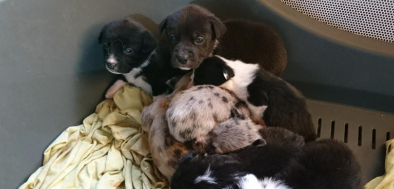 fondation brigitte bardot chiens combat