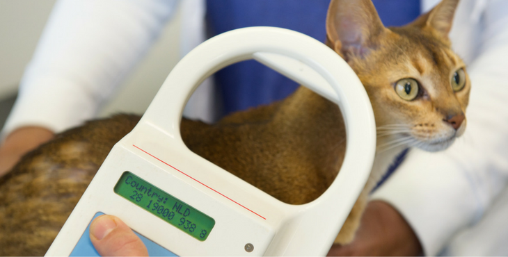 puce électronique chat 