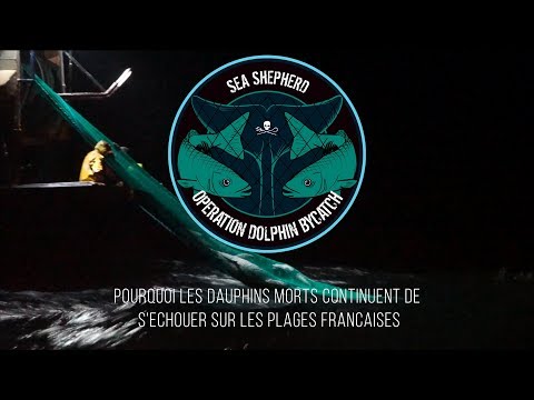 sea shepherd