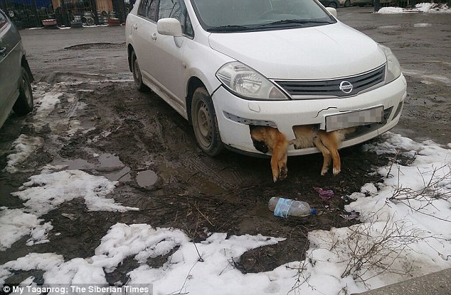 russie chien parechoc voiture