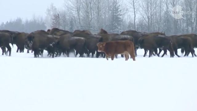 vache troupeau bisons