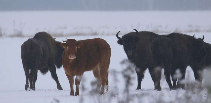 vache troupeau bisons