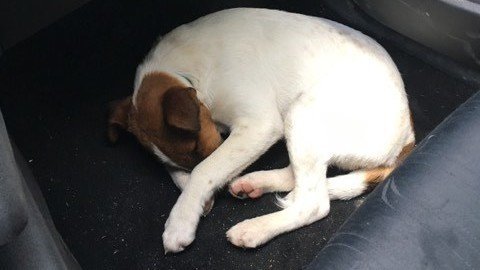 jack russel chiot 