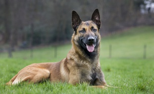 berger malinois égorgé