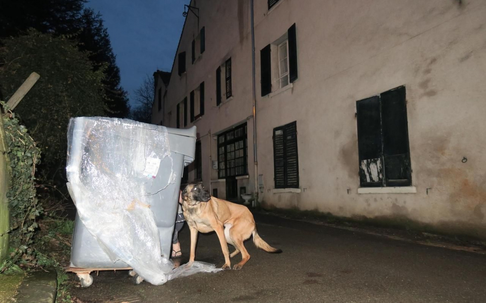 berger malinois égorgé